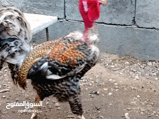 ديك ابو ركيبه للبيع
