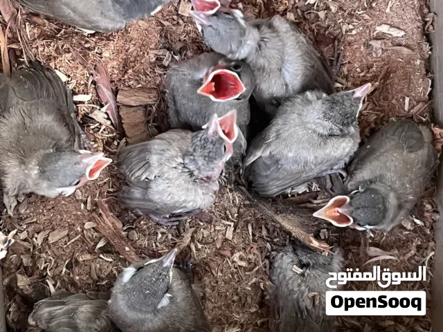بللابل عس العمر 3 اسابيع مع توصيل