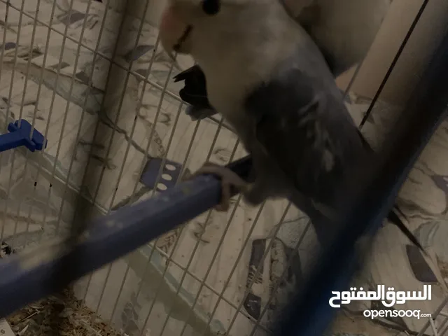 جوز روز اوبلاين اميات