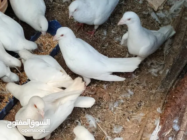 حمام فرنسي لاحم وعليهن 15 جوز بلدي