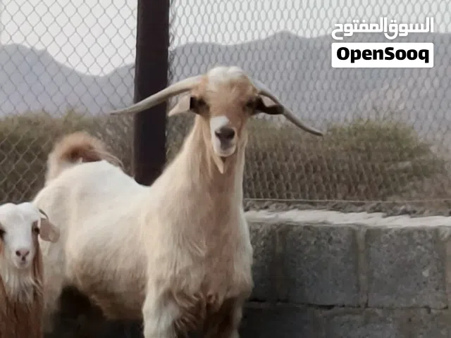 تيس عماني غير مخصاي قاطع