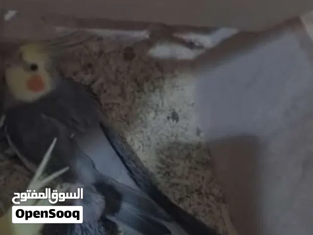 زوج منتج