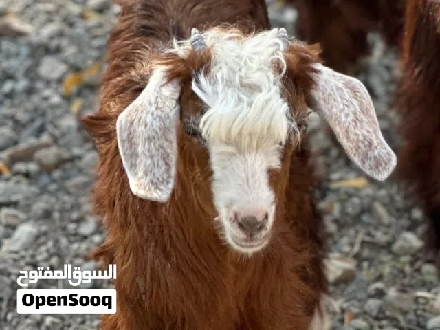 للبيع سخل.