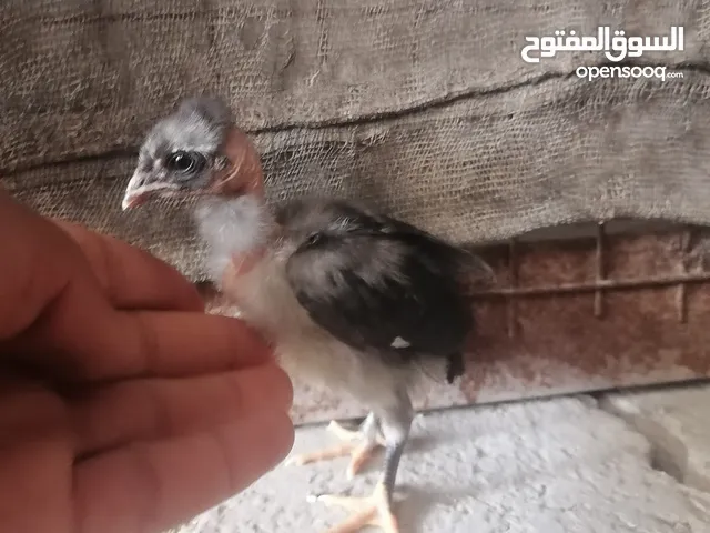 صوصان جاج للبيع
