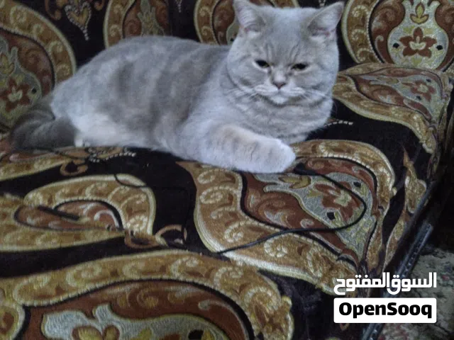 قط زكر النوع اسكتش العمر سنه تبني بدون اي مقابل مطعم ونطيف ومعاه أغراضو