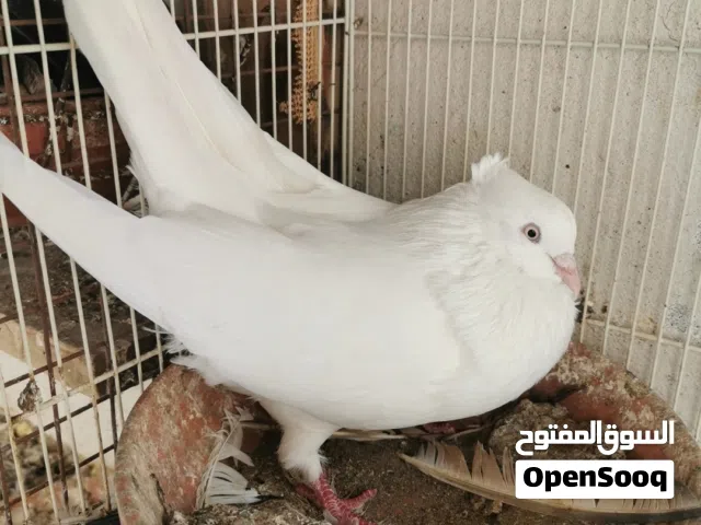 مطلوب ذكور ايراني اراكي