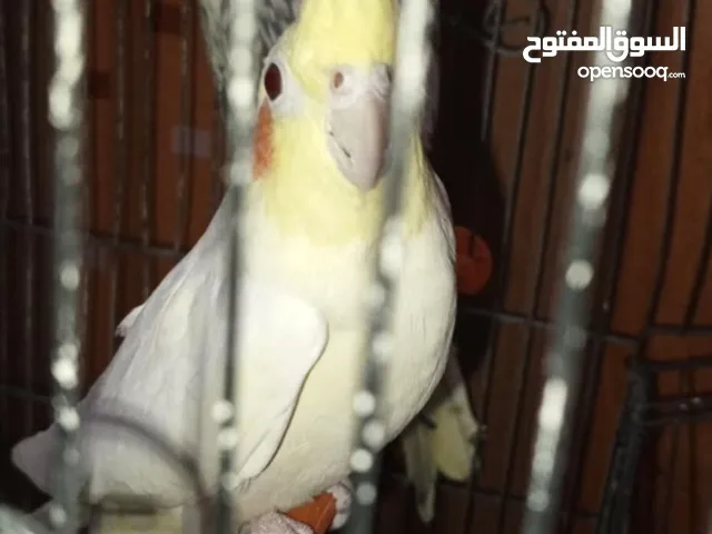 كوبيا كوكتيل بسم الله ما شاء الله للبيع السعر 300.