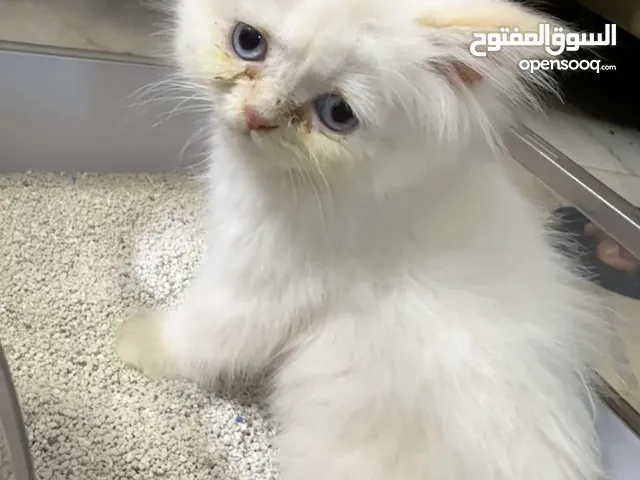 قطط هملايا مع شانشيلا