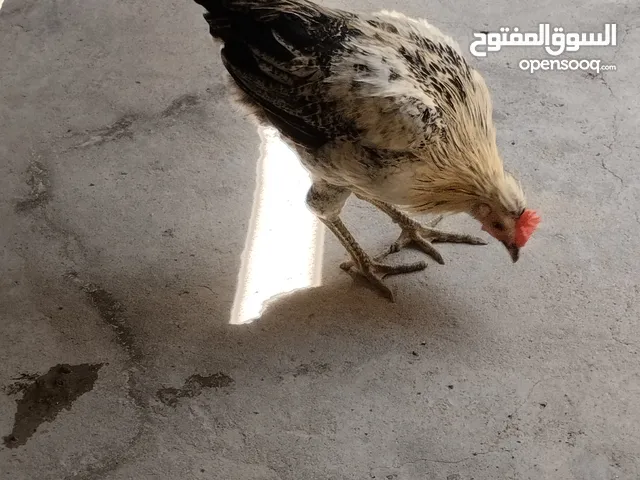 ديج عرب كويتي افرك عمرة ست أشهر شرط الشد