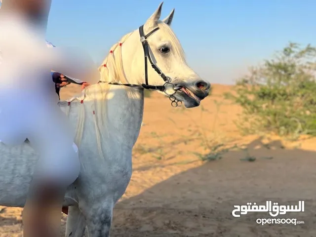 فحل جمال العمر4 سنوات النوع فحل الدم عربي اصيل