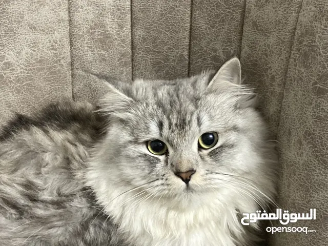 قط شيرازي للبيع