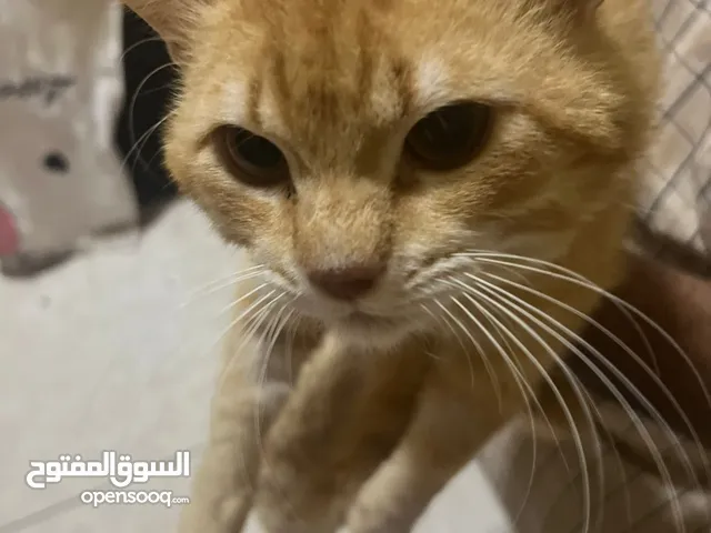 للتبني قط مكس