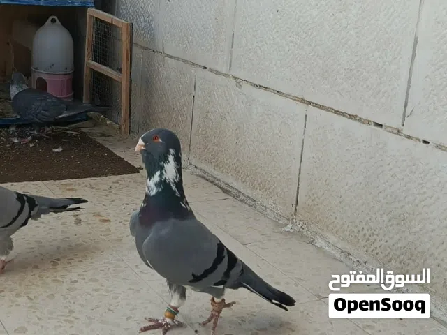 موجود جواز نخب عروق للي بفهم بلبزره حمامات شغلات ومكفولات شغل والله يبارك. للي بقناهم