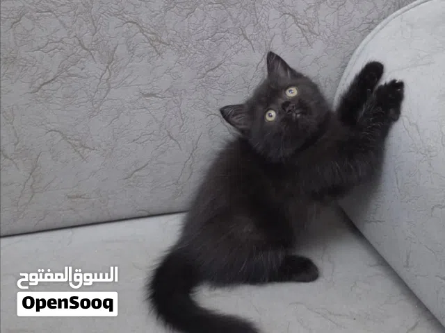 أنثى برتش العمر شهرين