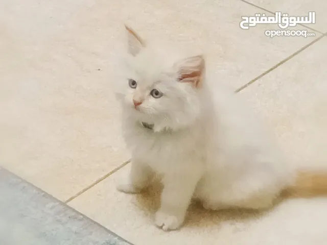 ذكرقط هملايا اورنج عمر شهر ونص كامل اغراضو البيع بسبب سفر