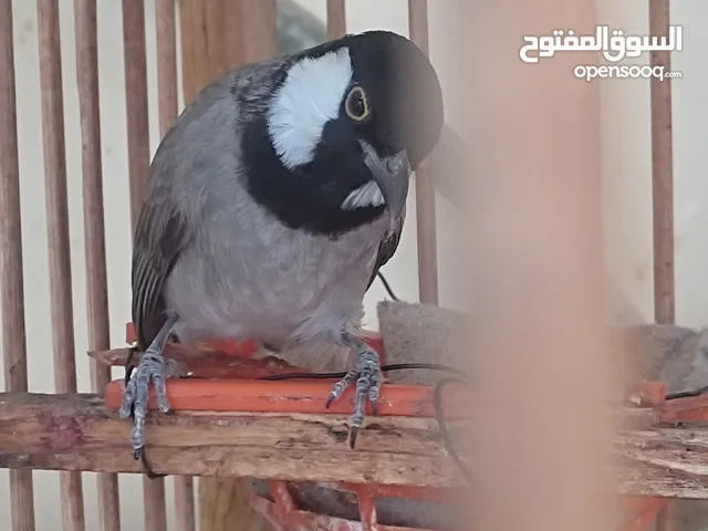 بلبل للبيع