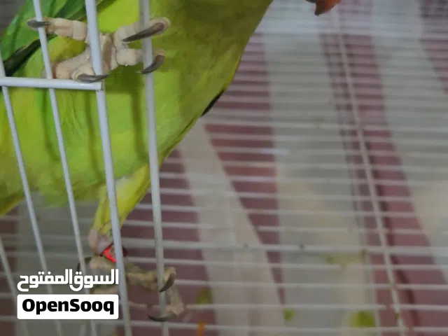 دره اخضر، اقرا الوصف