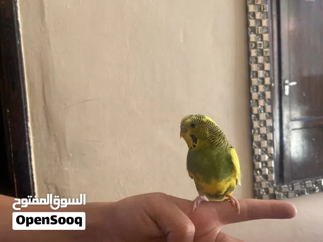 فحل الحب أليف