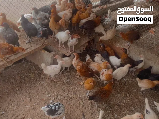 دجاج عماني وتهجين عماني فرنسي عمر شهرين