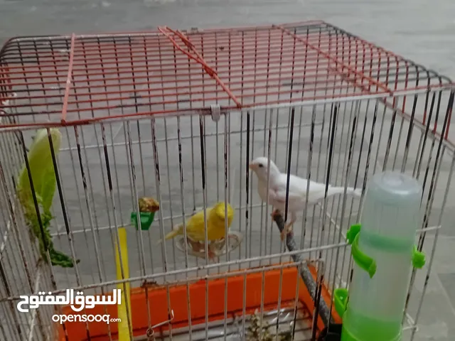 افحول كنار أهالي افراخ