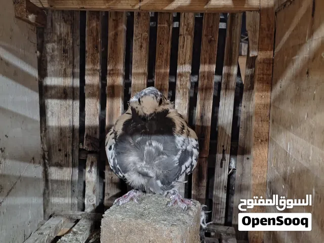 اكم حبه طيور حمام وجواز حلوات