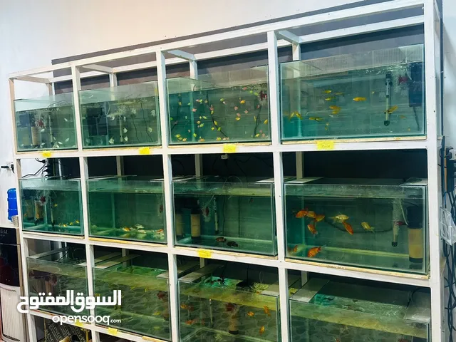 حواض اسماك