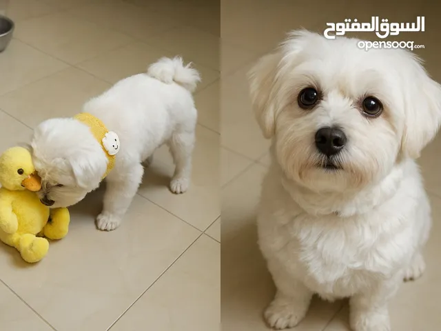 محبوب وظريف ولا يعض