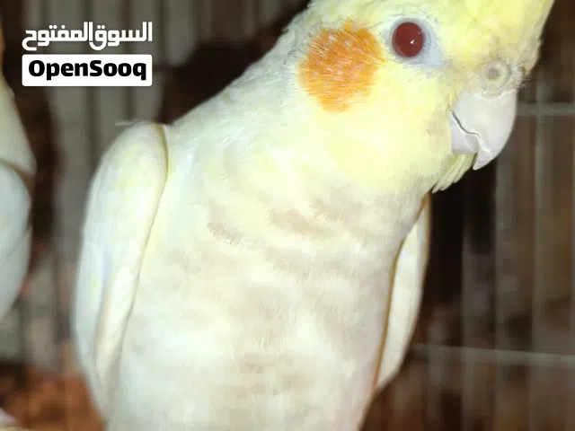نثيه كوكتيل صحه 100/100عمر 7اشهر