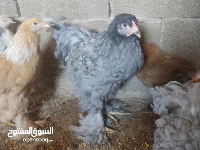 دجاج براهما