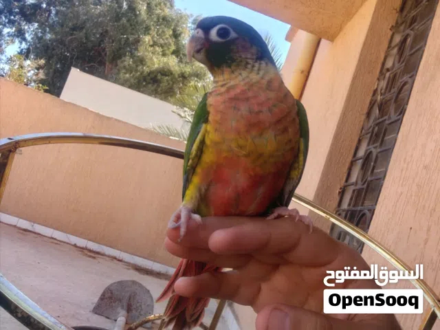 كنيور إنتاج ربي يبارك إنتاج شهر 4/2026 قاعد ياكل ب شرنقة نعطي فيه من هوا صغير nurti bird a 21 الاصل