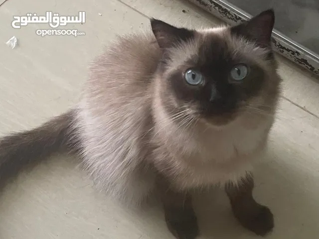 cats and kittens for free adoption.