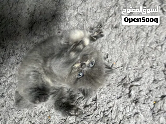 3 قطط نوع شانشيلا وسكوتش