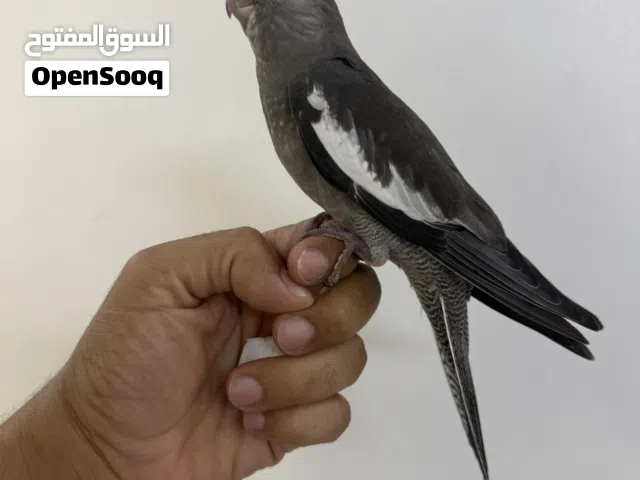 كوكاتيل اليف جدا يجيك طيران