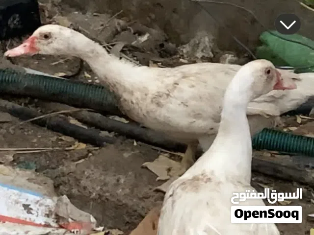 لبيع اقراء الوصف