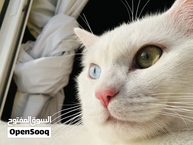 قط تركي للتبني - ابوظبي بني ياس