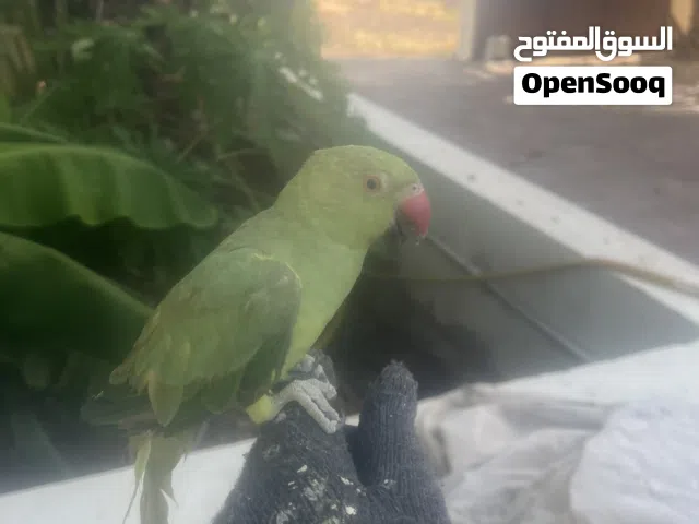 ببغاء دره يركب على اليد