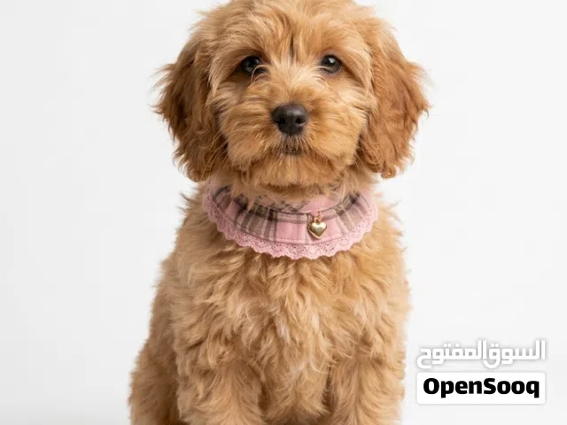 Cockapoo puppies