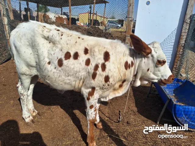 Cow Calf Available for Sale