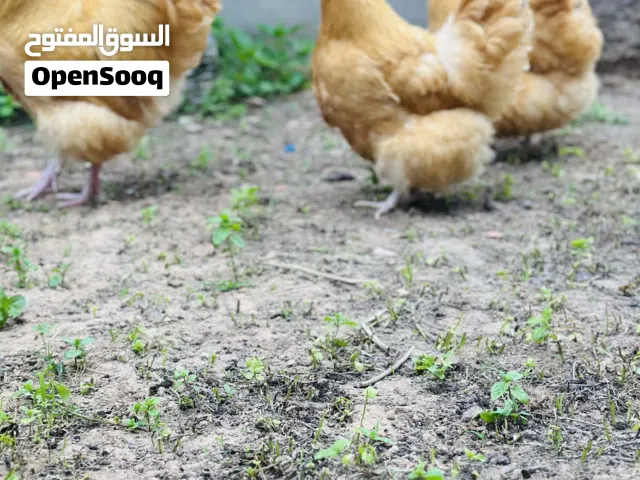 متاح بفضل الله  انتاج كلاي ماريندا