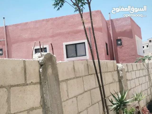 شجرتين شماسي طول 3 متر الثنتين