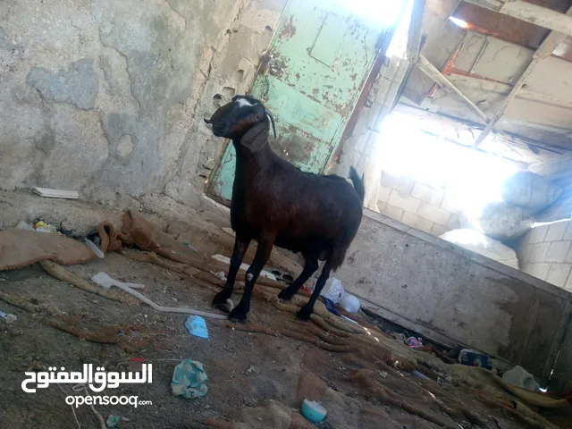 ماعز لحم للبيع موجودة في الزرقاء