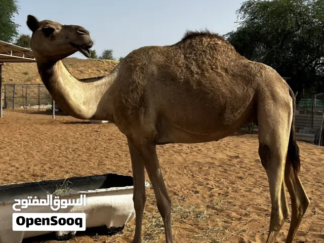 (ماشاءالله) (ناقه) للبيع سلاله طيبه—————————-