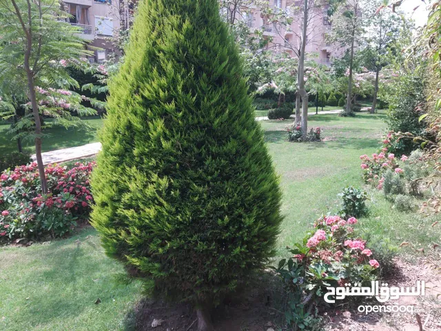 118 m2 3 Bedrooms Apartments for Rent in Cairo Madinaty