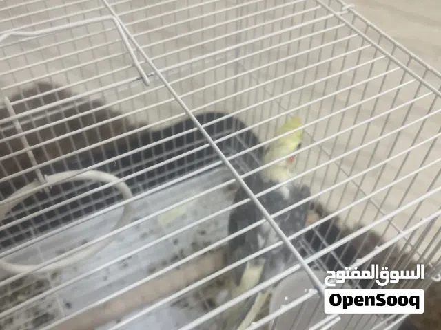 طير كروان ربوه  ويغرد و ذكر ومقصوص جناحه