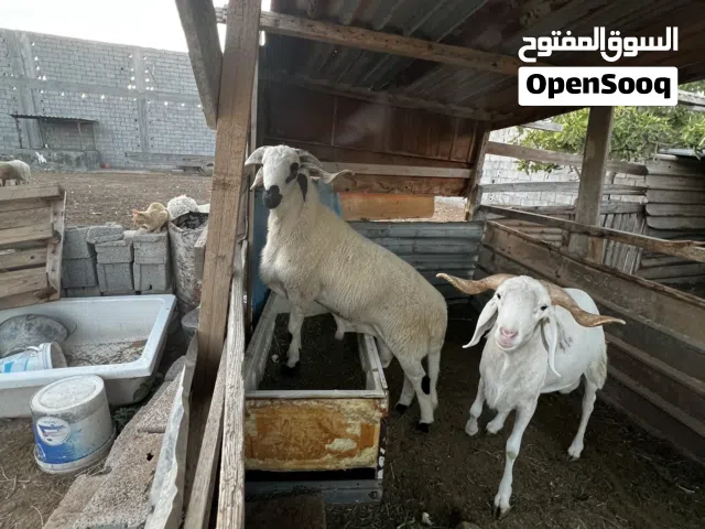متوفر 2حوالا الاطوق عمره 11شهر حولي تبارك الله والتاني والله مانعرف كم عمره السوق ف القدو