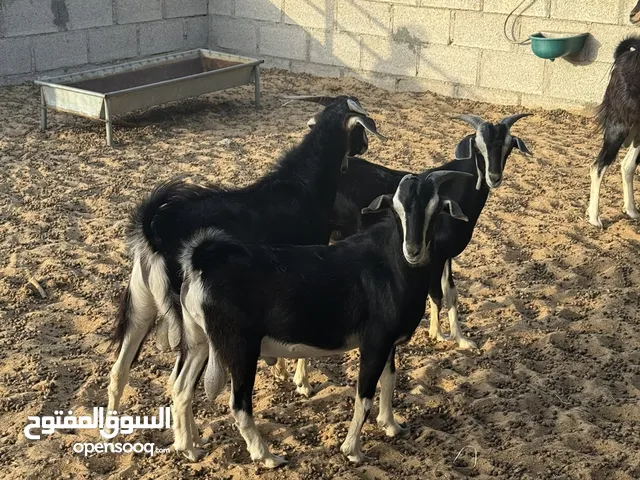 تيوس الدار حو للبيع بيور