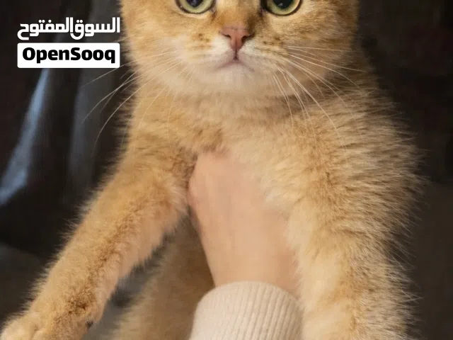 سكوتش ستريت - فولد فخم جداً ذكورو إناث