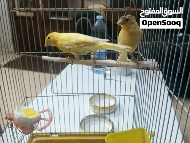 فرخين 4 شهور حبات صلاه النبي صحه نضافه بيع او بدل عكوكتيل اليف