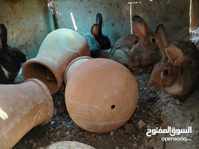ارانب للبيع