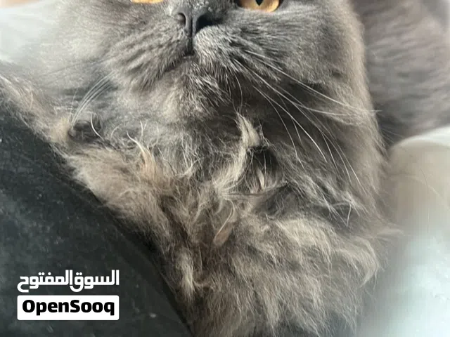 Persian-short hair mix female 10 months